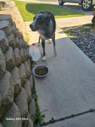 Found/Stray Male Dog last seen Altissimo and Randall Avenue , Colton, CA 92324