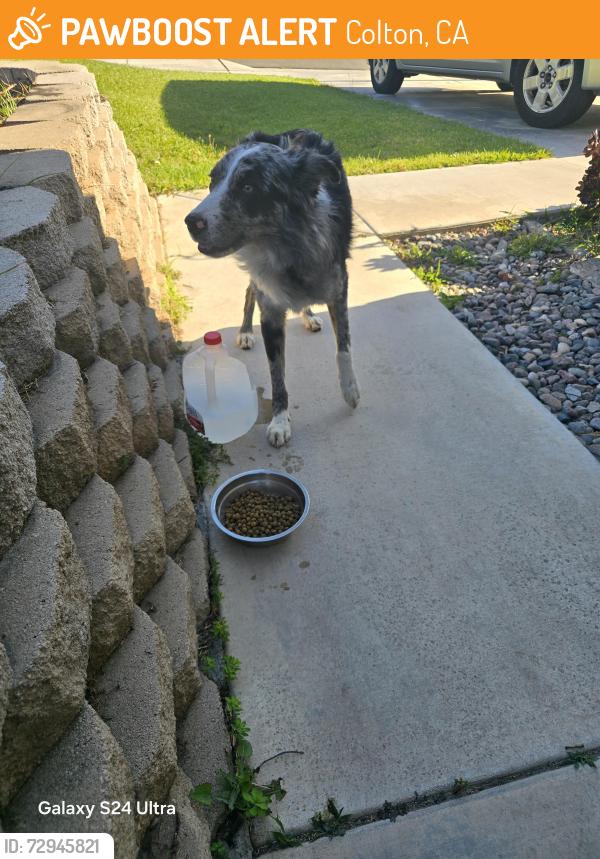 Found/Stray Male Dog last seen Altissimo and Randall Avenue , Colton, CA 92324