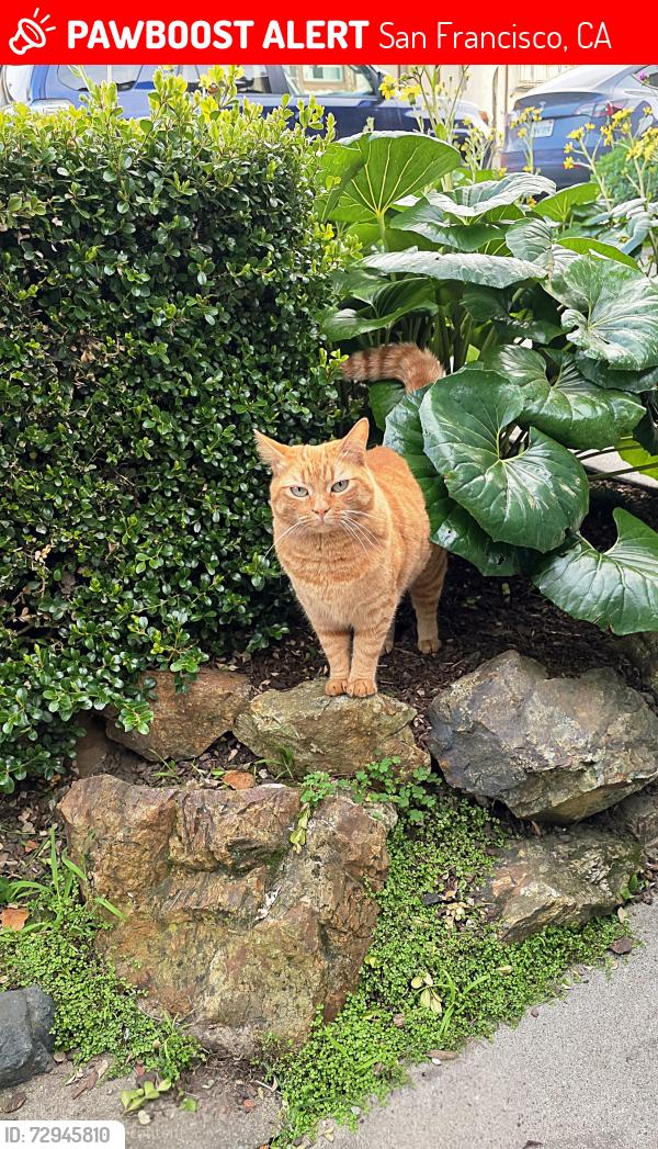 Lost Male Cat last seen Chaves Avenue, between Evelyn Way and Del Sur Avenue, San Francisco, CA 94127