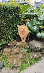 Lost Male Cat last seen Chaves Avenue, between Evelyn Way and Del Sur Avenue, San Francisco, CA 94127