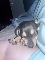 Lost Male Dog last seen jurupa valley , Jurupa Valley, CA 91752