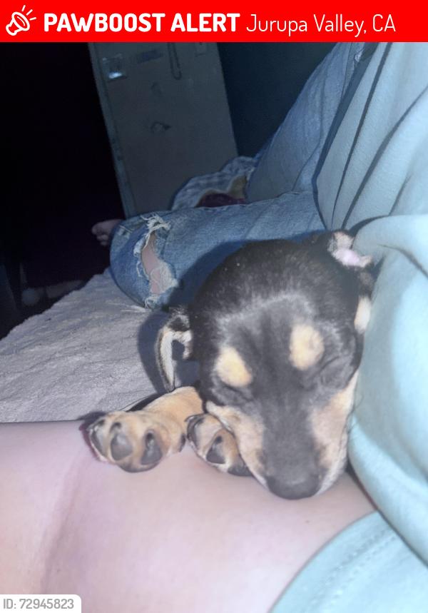 Lost Male Dog last seen jurupa valley , Jurupa Valley, CA 91752