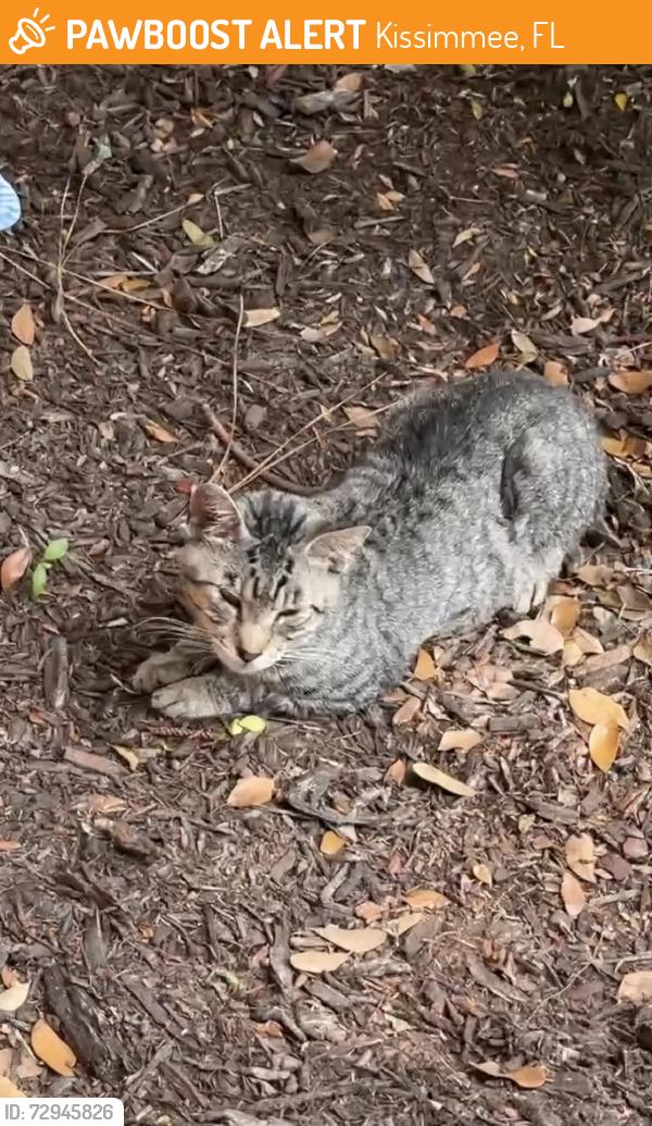 Found/Stray Unknown Cat last seen On Virginia Dr, inside Orange gardens community, Kissimmee, FL 34741