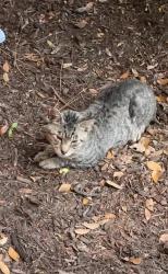 Found/Stray Unknown Cat last seen On Virginia Dr, inside Orange gardens community, Kissimmee, FL 34741