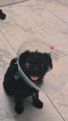 Reunited Female Dog last seen Northgate fores , oak creek  villahe ,greenwood forest , Houston, TX 77068