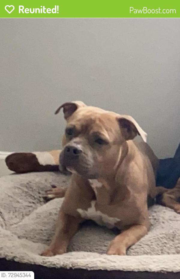 Reunited Male Dog last seen Nicholas pkwy and pine island , Cape Coral, FL 33991