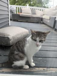 Found/Stray Unknown Cat last seen Madison Ave and  high st, Rochelle Park, NJ 07662