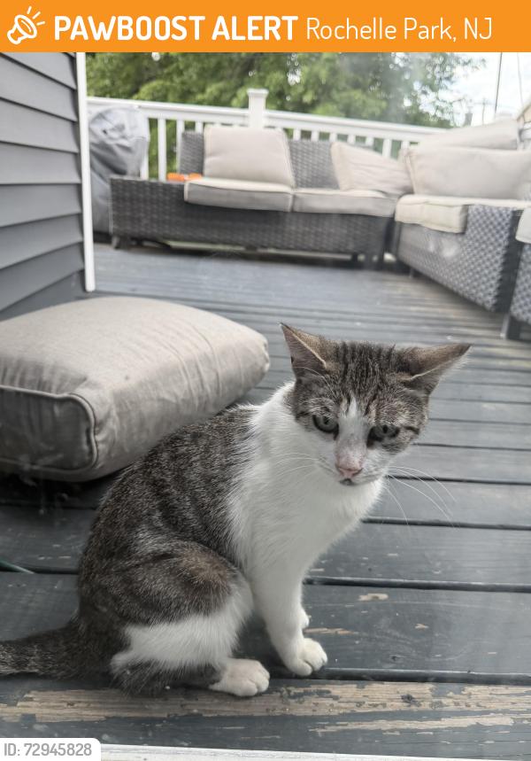 Found/Stray Unknown Cat last seen Madison Ave and  high st, Rochelle Park, NJ 07662