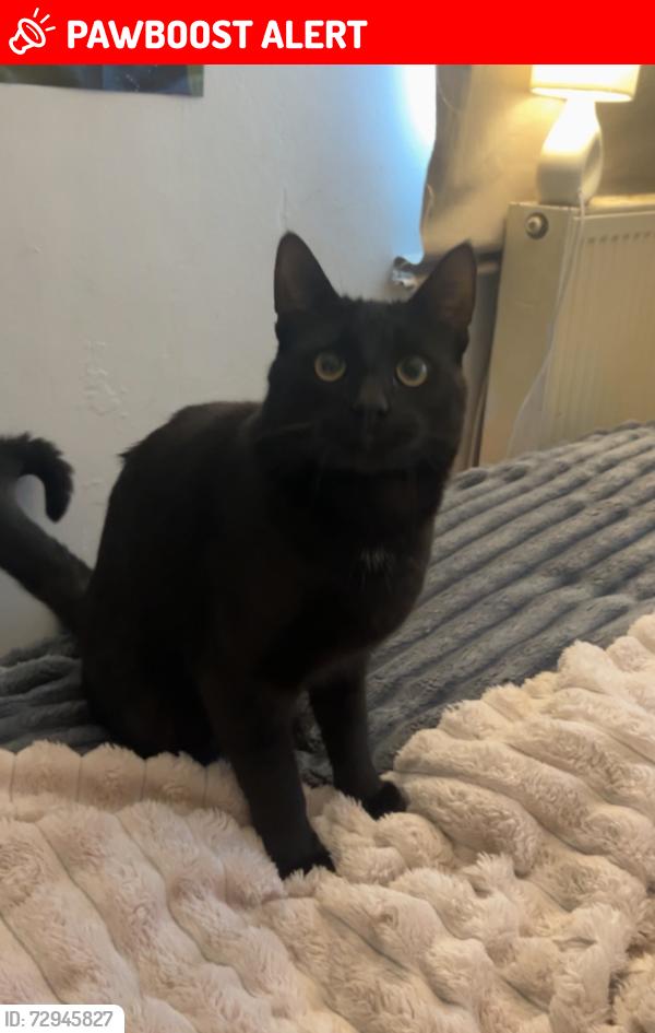 Lost Male Cat last seen Under my decking in garden moved since, Nunney, England BA11 4PZ