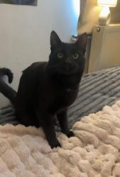 Lost Male Cat last seen Under my decking in garden moved since, Nunney, England BA11 4PZ