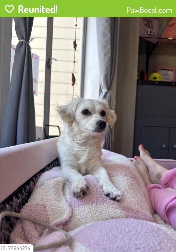 Reunited Female Dog last seen 21st St & Noe St, San Francisco, CA 94114, USA, San Francisco, CA 94114