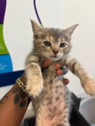 Shelter Stray Female Cat last seen Atlanta, GA 30311, Atlanta, GA 30336