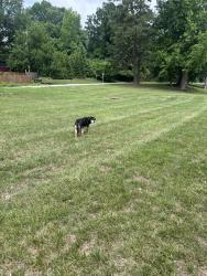 Found/Stray Male Dog last seen Parking lot of Greensboro arboretum, Greensboro, NC 27403