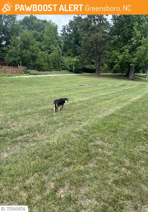 Found/Stray Male Dog last seen Parking lot of Greensboro arboretum, Greensboro, NC 27403