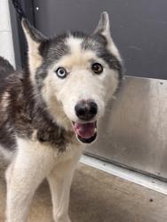 Shelter Stray Female Dog last seen , OH , Cleveland, OH 44102