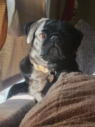 Reunited Female Dog last seen Near pickett ct spotsylvania va , Spotsylvania Courthouse, VA 22551