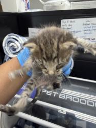 Shelter Stray Male Cat last seen Oakland, CA 94601, Oakland, CA 94601