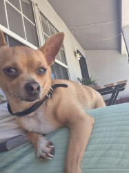 Reunited Male Dog last seen Santa Ana, CA, USA, Santa Ana, CA 92701