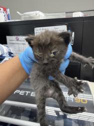 Shelter Stray Female Cat last seen Oakland, CA 94601, Oakland, CA 94601