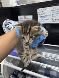 Shelter Stray Male Cat last seen Oakland, CA 94601, Oakland, CA 94601