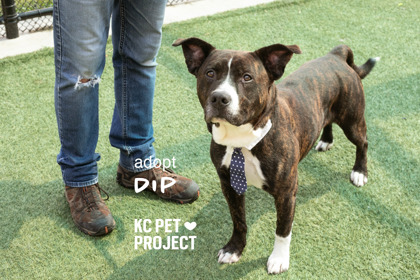 Shelter Stray Male Dog last seen Lee's Summit Rd & E US 40 Hwy, 64136, 64136, MO, Kansas City, MO 64132