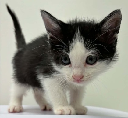 Shelter Stray Male Cat last seen Near Wornall Rd, 64111, MO, Kansas City, MO 64132