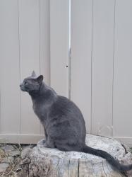 Lost Male Cat last seen Near N Calle Santa Cruz, Prescott Valley, AZ 86314