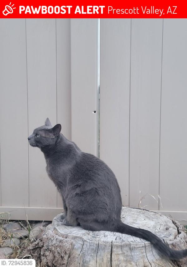 Lost Male Cat last seen Near N Calle Santa Cruz, Prescott Valley, AZ 86314
