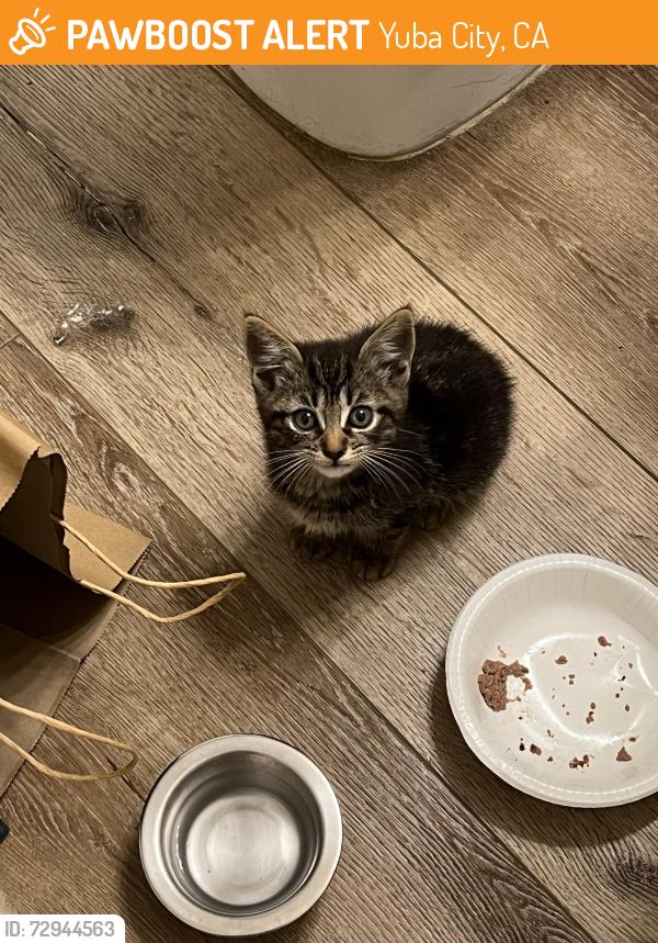 Found/Stray Unknown Cat last seen Walton Ave , Yuba City, CA 95993