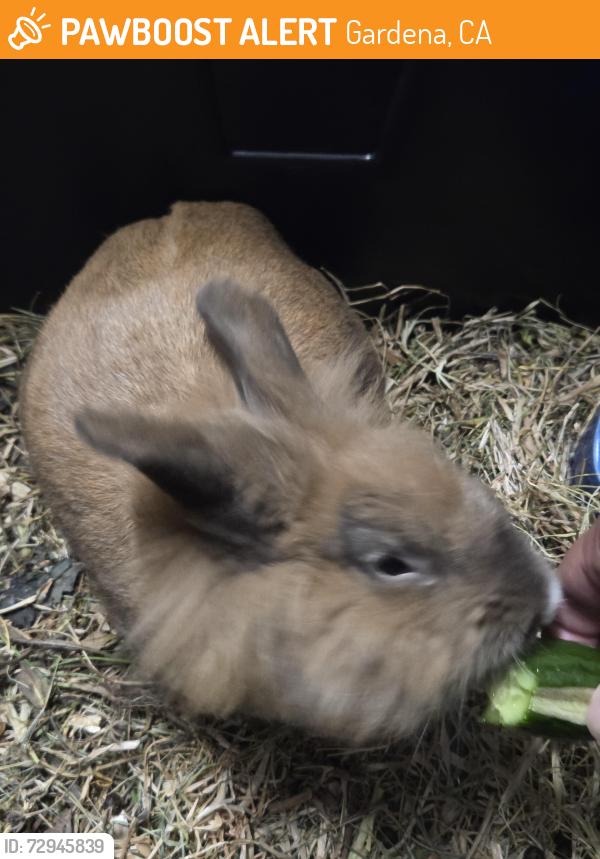 Found/Stray Unknown Rabbit last seen Near gramercy place, Gardena, CA 90247