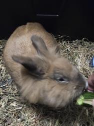 Found/Stray Unknown Rabbit last seen Near gramercy place, Gardena, CA 90247