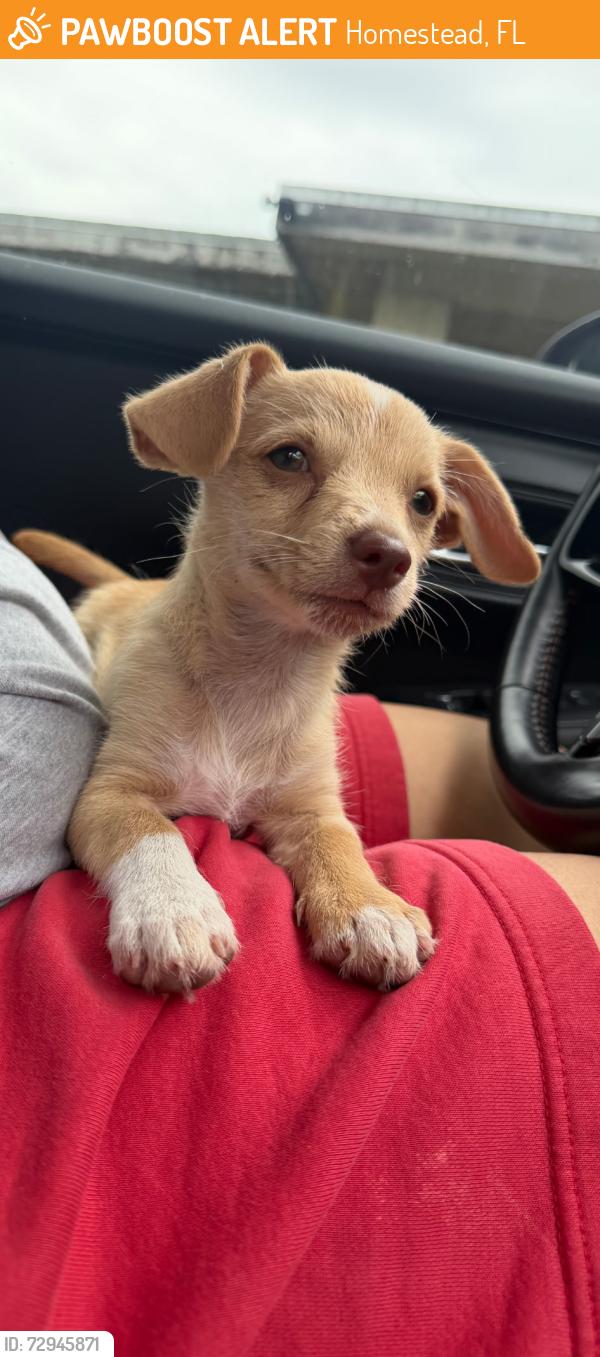 Found/Stray Unknown Dog last seen James archer park , Homestead, FL 33030