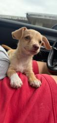 Found/Stray Unknown Dog last seen James archer park , Homestead, FL 33030