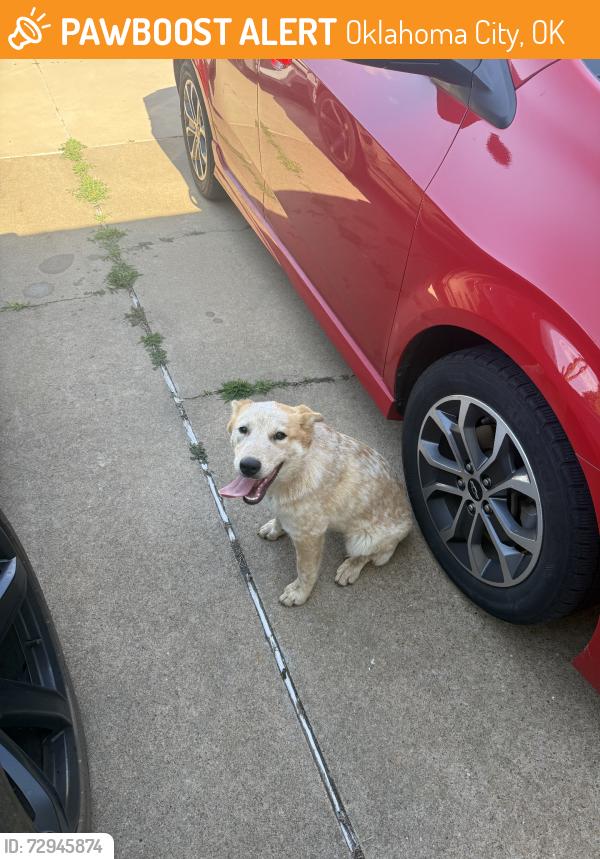 Found/Stray Male Dog last seen Villa, Sw 89th st., Oklahoma City, OK 73159