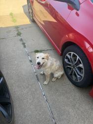 Found/Stray Male Dog last seen Villa, Sw 89th st., Oklahoma City, OK 73159