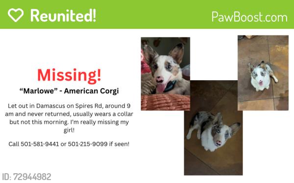 Reunited Female Dog last seen chasing horses, Damascus, AR 72039