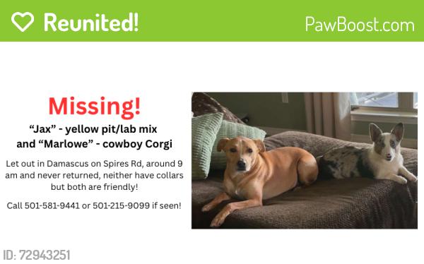 Reunited Male Dog last seen na, Damascus, AR 72039