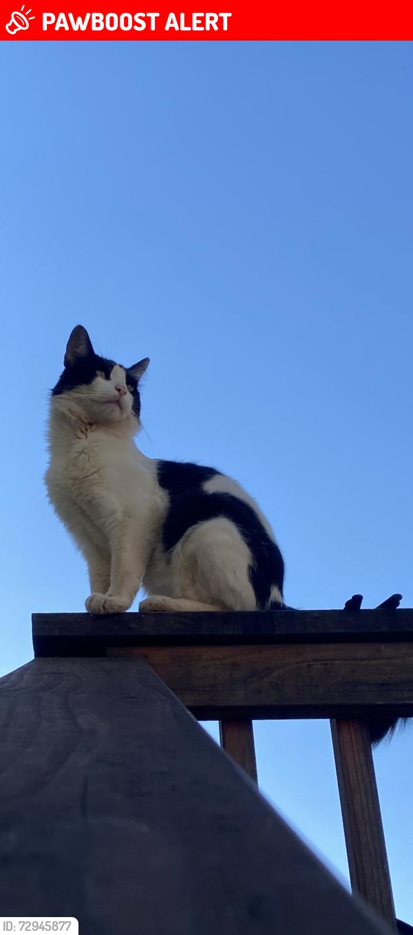 Lost Male Cat last seen California historical landmark 294, Rough and Ready, CA 95975