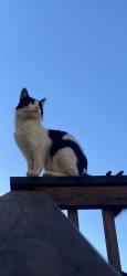 Lost Male Cat last seen California historical landmark 294, Rough and Ready, CA 95975