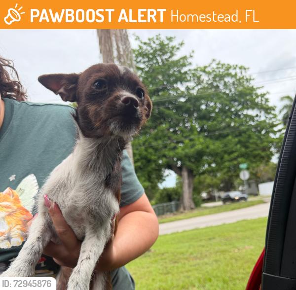 Found/Stray Unknown Dog last seen James archer park , Homestead, FL 33030