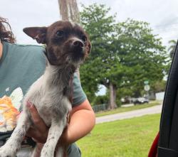 Found/Stray Unknown Dog last seen James archer park , Homestead, FL 33030