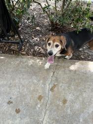 Found/Stray Male Dog last seen Beltline , Irving, TX 75060