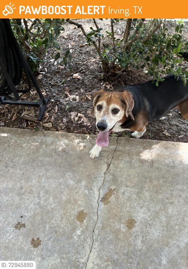 Found/Stray Male Dog last seen Beltline , Irving, TX 75060