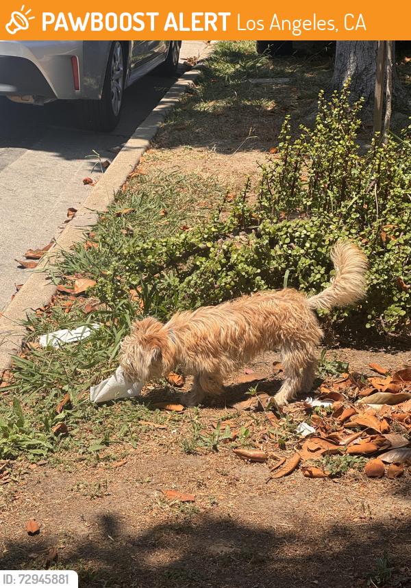 Found/Stray Unknown Dog last seen Athens Park, Los Angeles, CA 90247