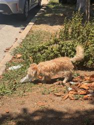 Found/Stray Unknown Dog last seen Athens Park, Los Angeles, CA 90247