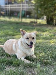 Reunited Female Dog last seen Oriental St and Piney Grove Road, Angier, NC 27501