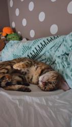 Reunited Female Cat last seen Sk14 3hr , Greater Manchester, England SK14 3HR