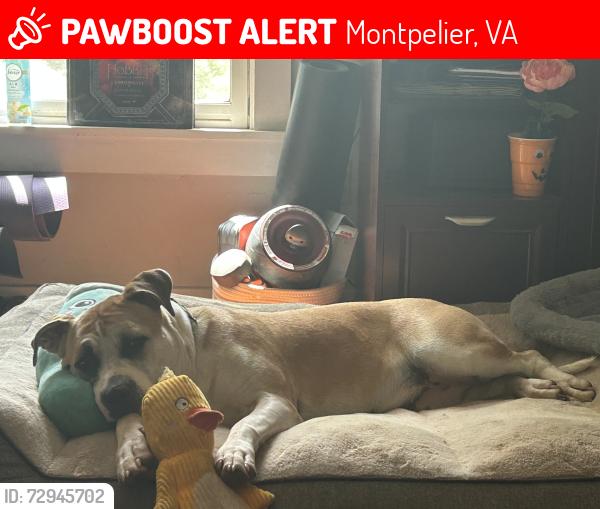 Lost Female Dog last seen Taylor’s creek rd and Hopeful, Montpelier, VA 23192