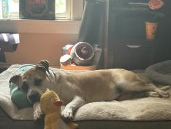 Lost Female Dog last seen Taylor’s creek rd and Hopeful, Montpelier, VA 23192