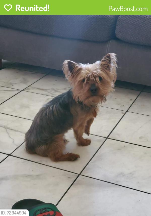 Reunited Male Dog last seen Nellis and stewart, Las Vegas, NV 89110